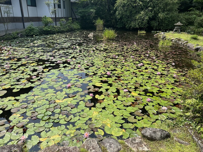 水面にたくさんの睡蓮の花が並んでいる写真