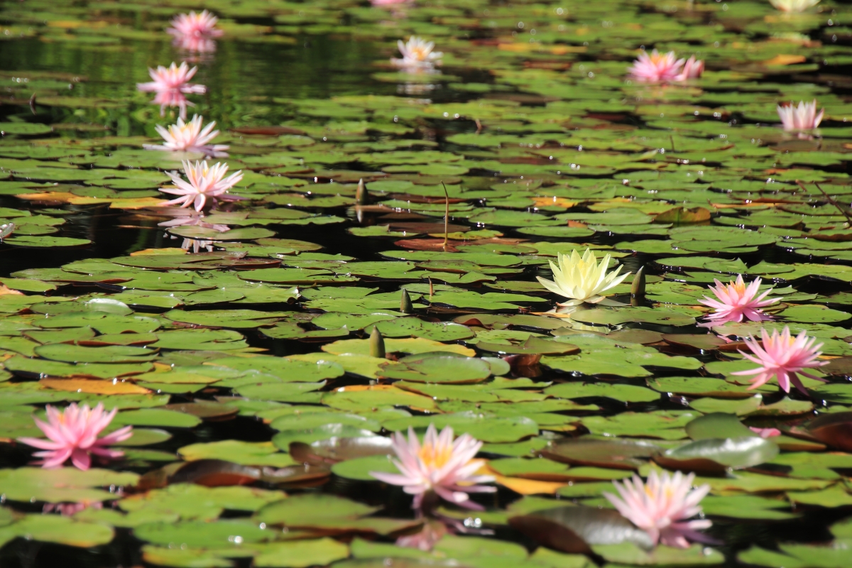 永国寺 蓮の画像 Eikokuji Temple Lotus