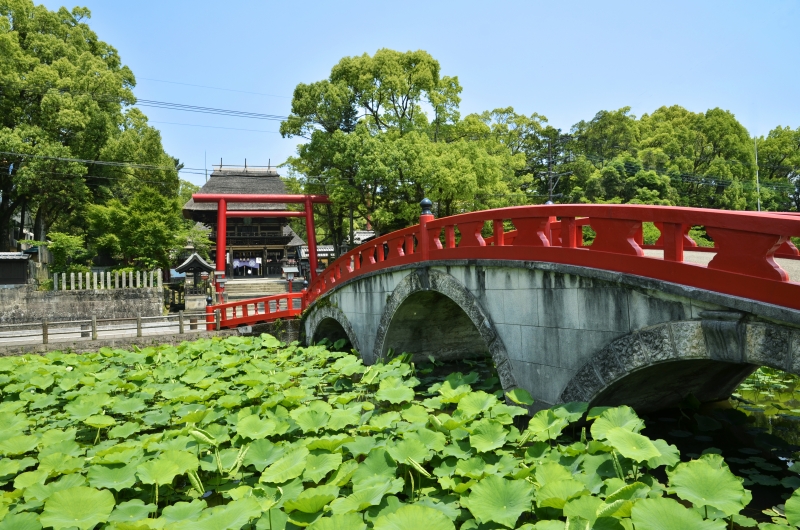 青井阿蘇神社の蓮池の写真