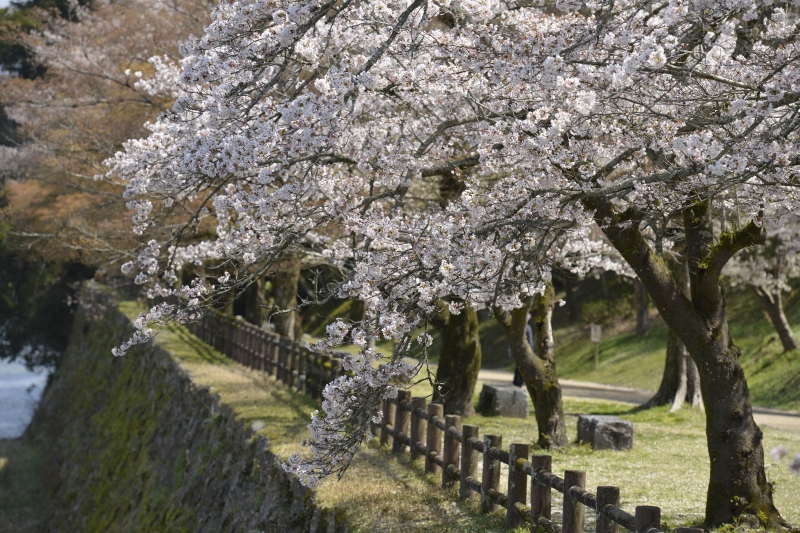 桜の人吉城址の写真