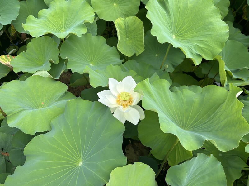 蓮の花の写真