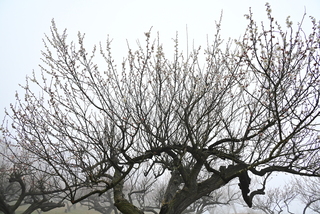 2月20日撮影 梅の木全体の写真