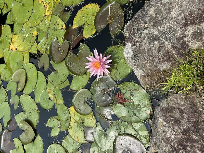 睡蓮の花の写真